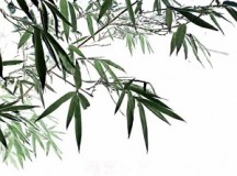 依依似君子，无地不相宜，中国竹文化的审美与流变