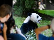 美媒：“熊猫热”即将归来